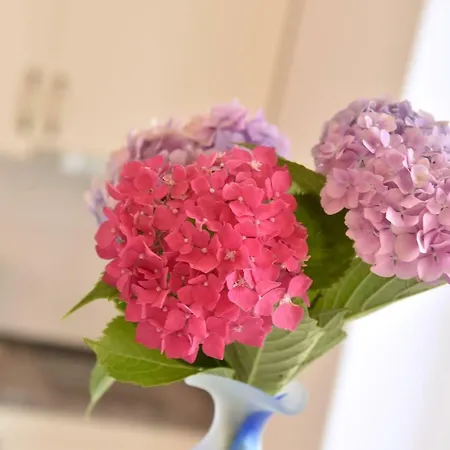 Salus, Maruna Опатія