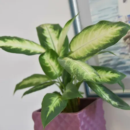 Apartment Salus, Maruna *