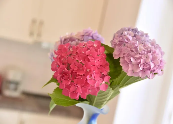 Salus, Maruna Opatija