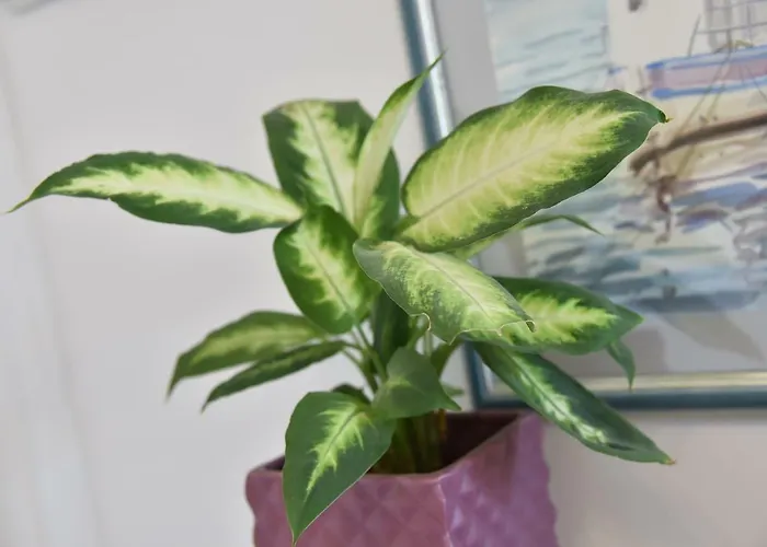 Apartment Salus, Maruna *